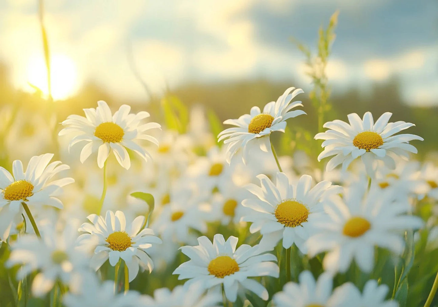 Daisy Garden Diamond Painting Kit