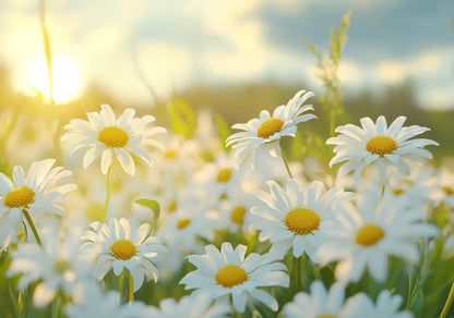 Daisy Garden Diamond Painting Kit
